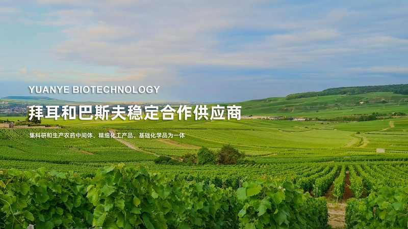 细胞培养基定制：解锁细胞培养的精准配方**